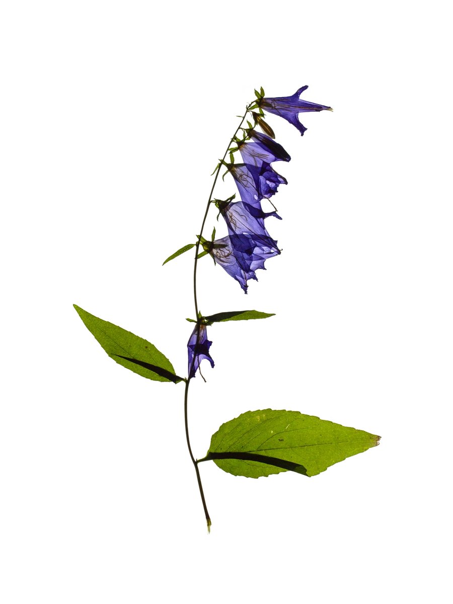 Ushguli, Georgia, 08/2019