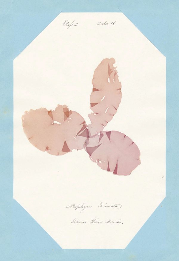 Eliza M. French: Seaweed Herbarium