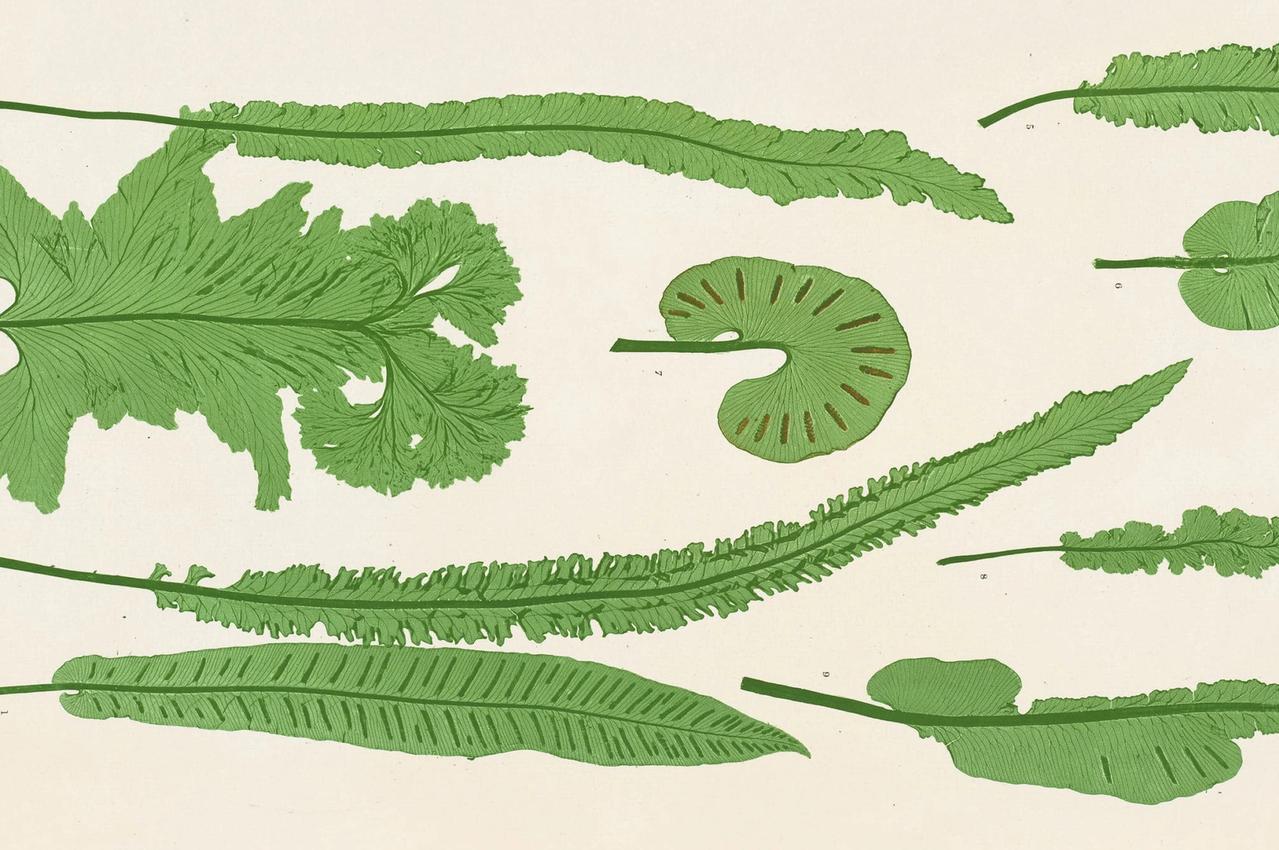 Scolopendrium vulgare, Henry Bradbury, The Ferns of Great Britain and Ireland, Plate XLII, 1855