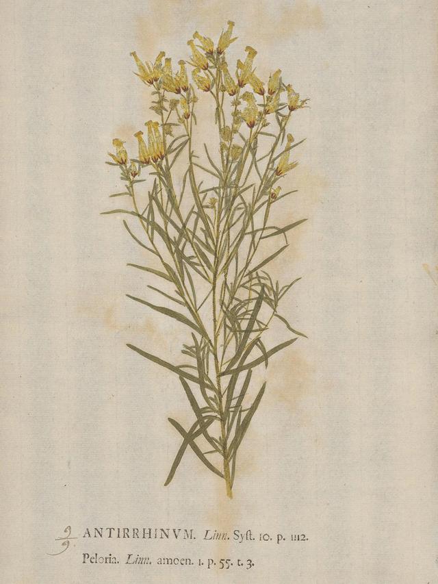  Johann Hieronymus Kniphof, Botanica in Originali, 1733