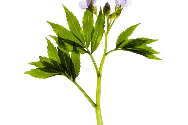 Laufenburg, Switzerland, 04/2021