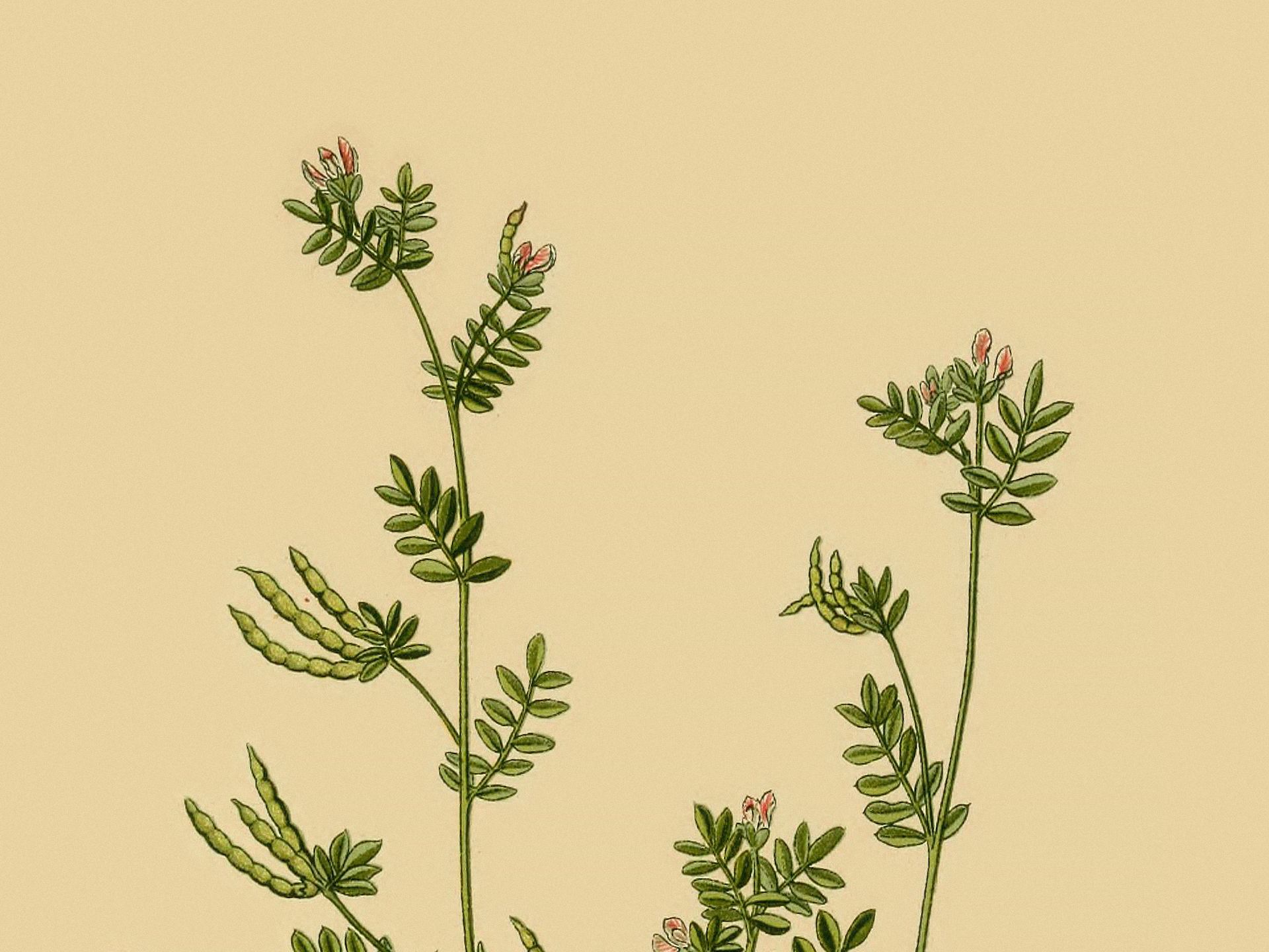 Ornithopus perpusillus