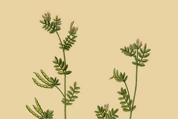 Ornithopus perpusillus