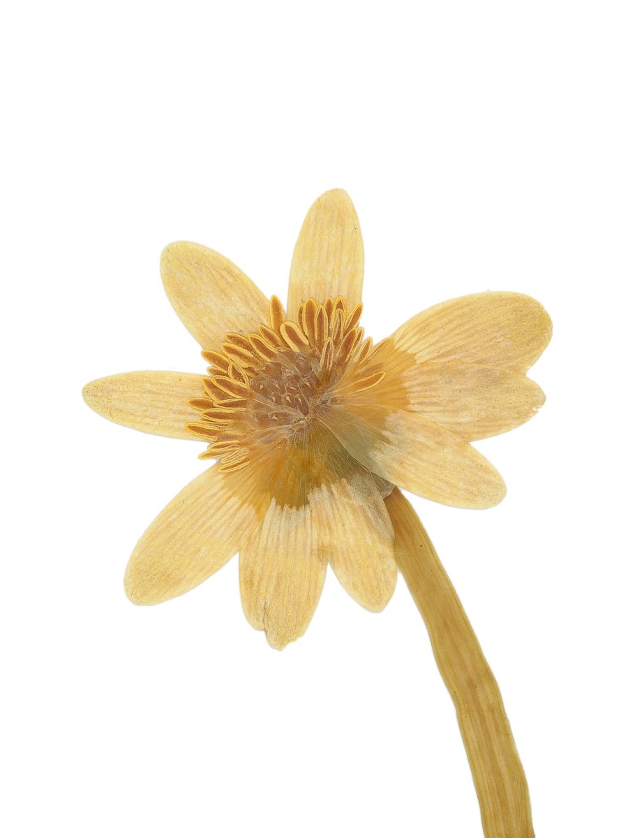 Pliezhausen, Germany, 04/2020