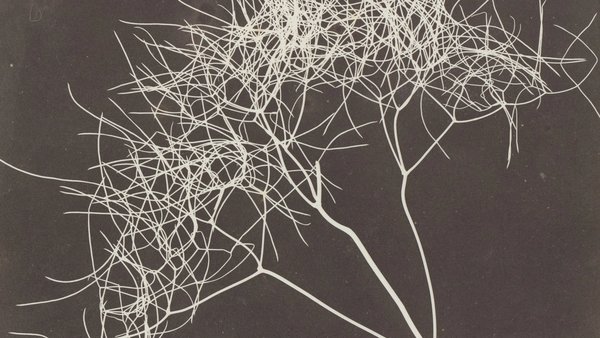 Cover, Fox Talbot