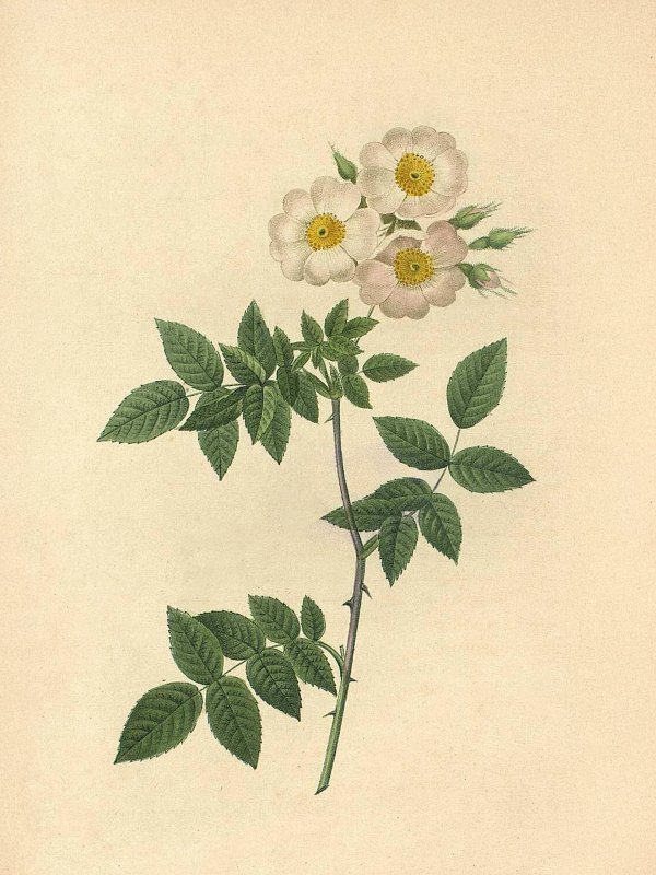 Pierre-Joseph Redouté: Botanical illustrations