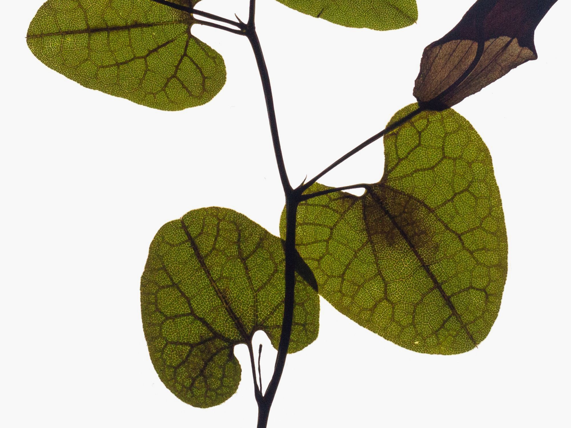 Backlit pressed specimen