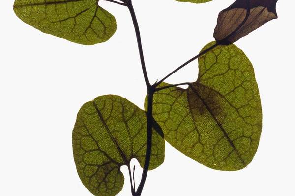 Backlit pressed specimen