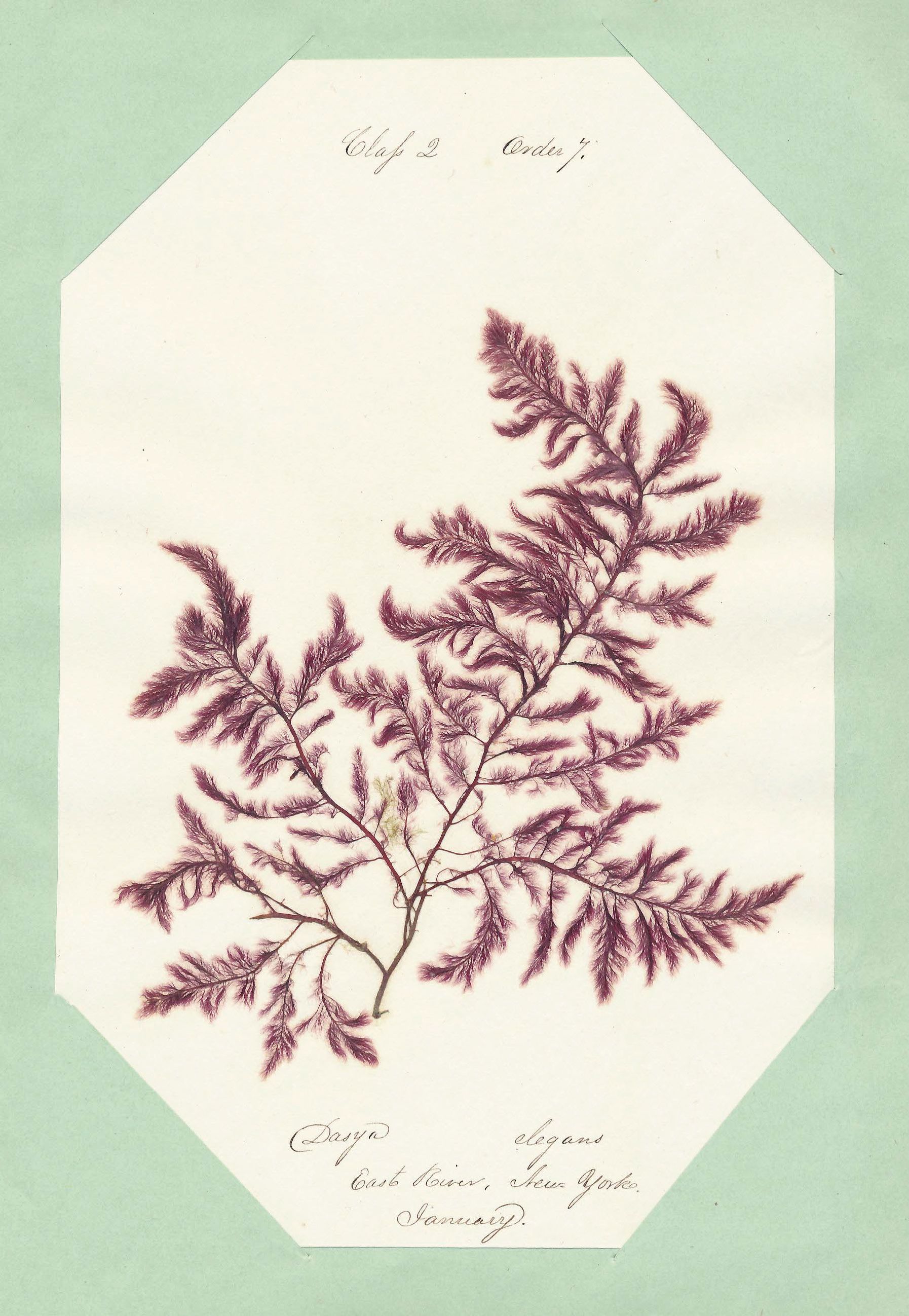Eliza M. French: Seaweed Herbarium