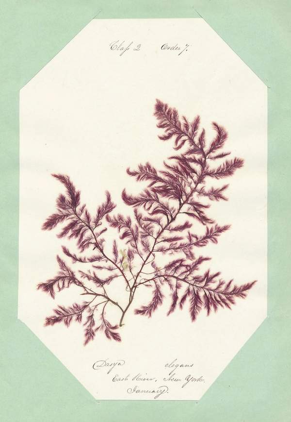 Eliza M. French: Seaweed Herbarium