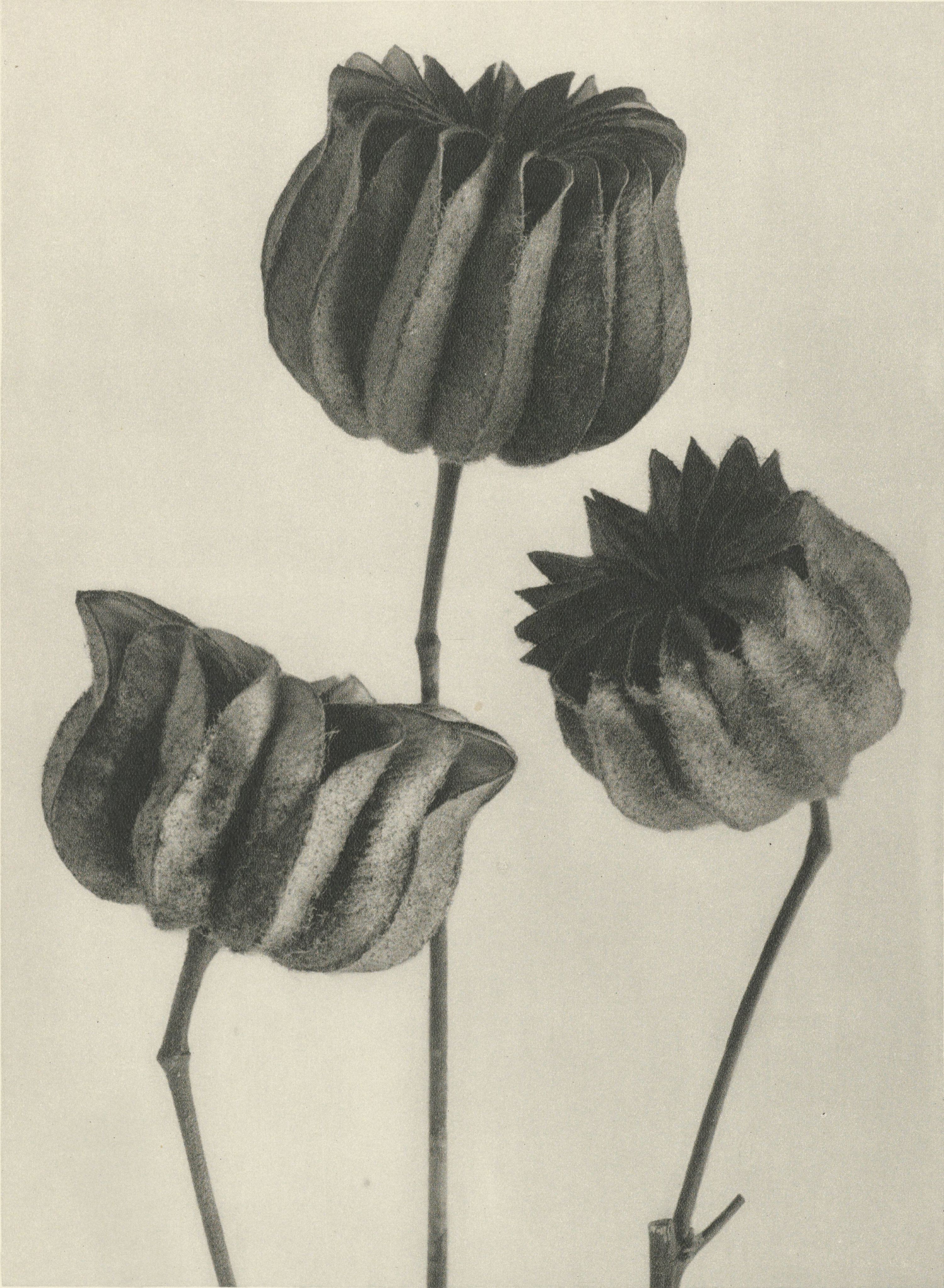 Karl Blossfeldt: Natural design archetypes