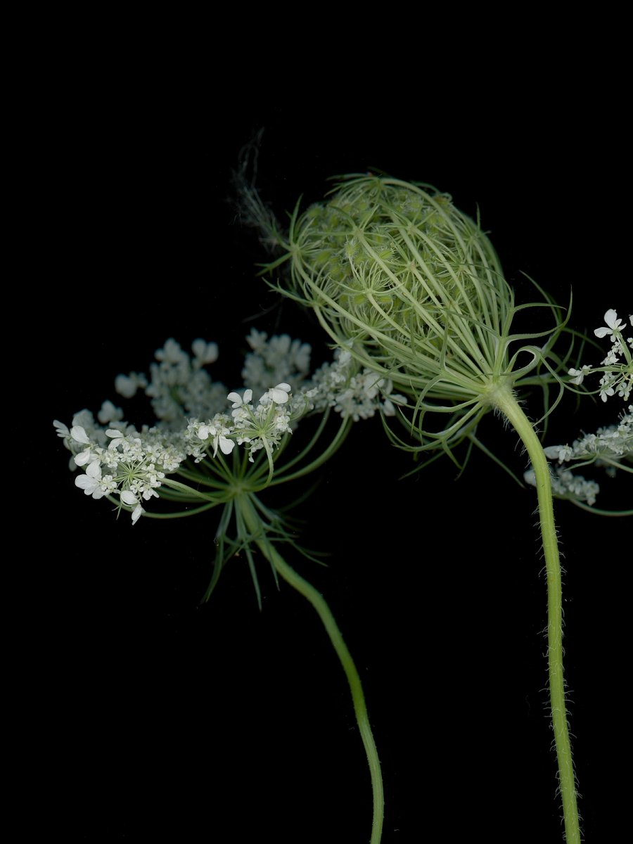 Detail, Thalkirchen, Germany, 09/2025