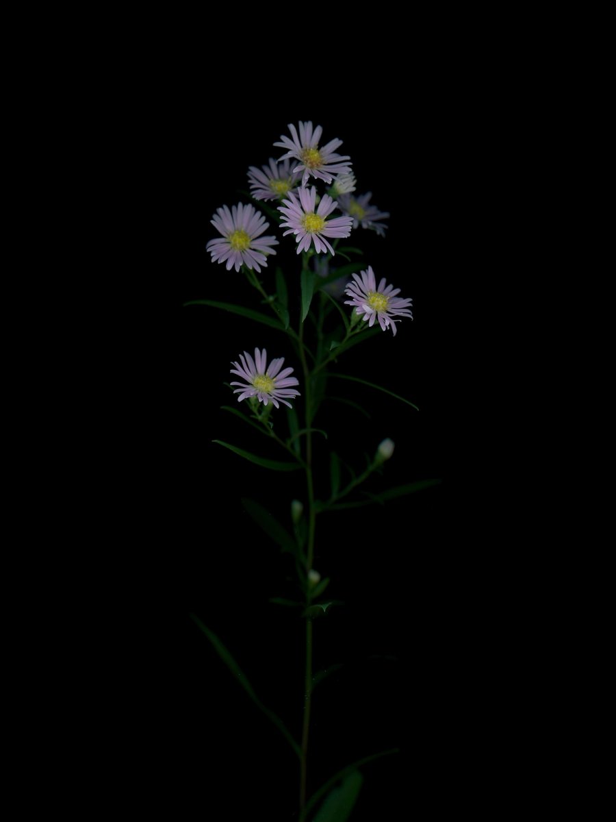 Thalkirchen, Germany, 09/2025