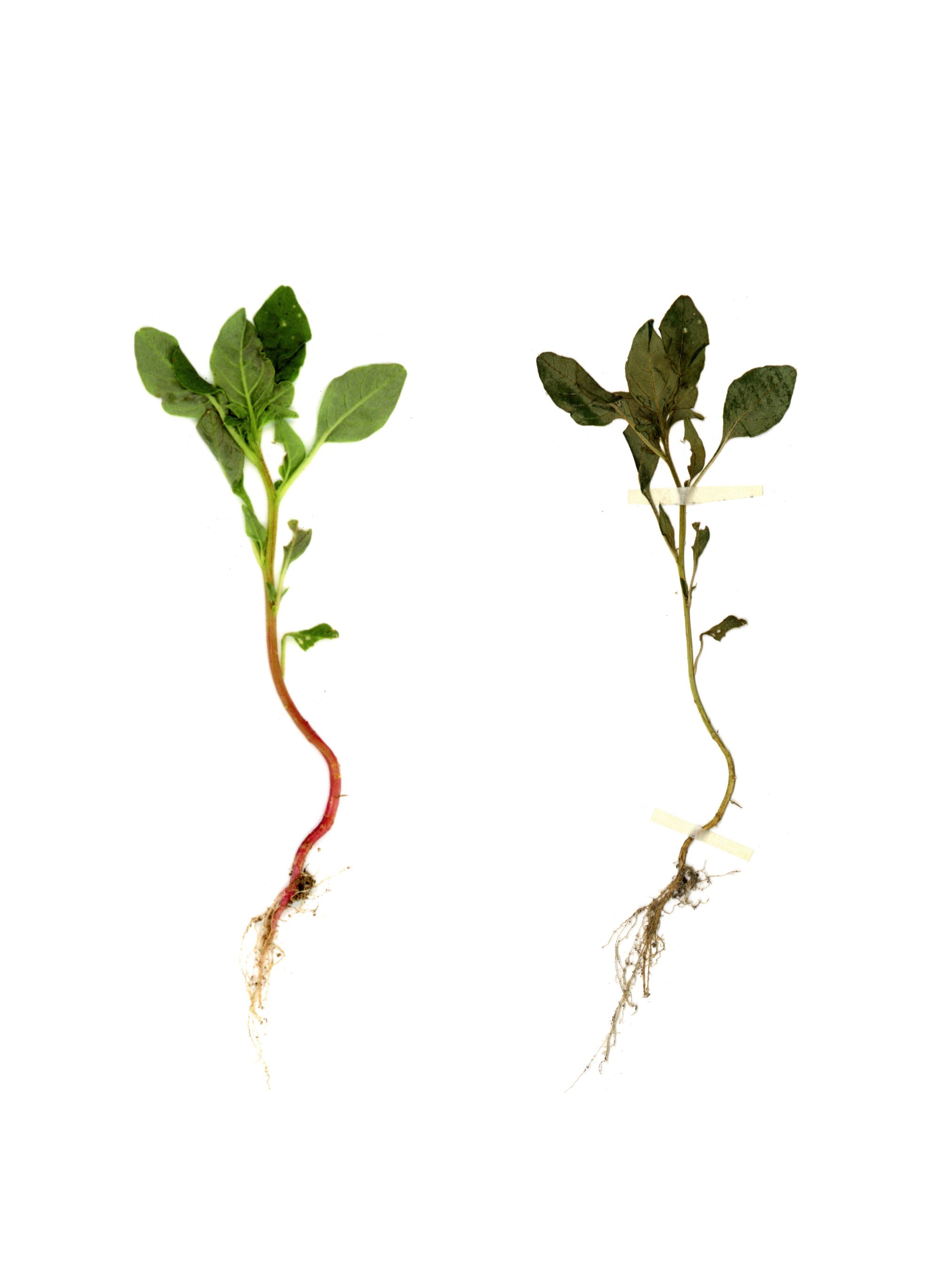 Anne Geene — Eternal Herbarium