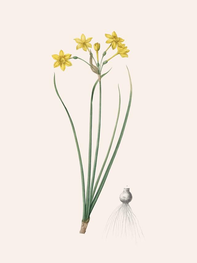 Pierre-Joseph Redouté, Les Liliacées, Vol. 3/ Pl. 159