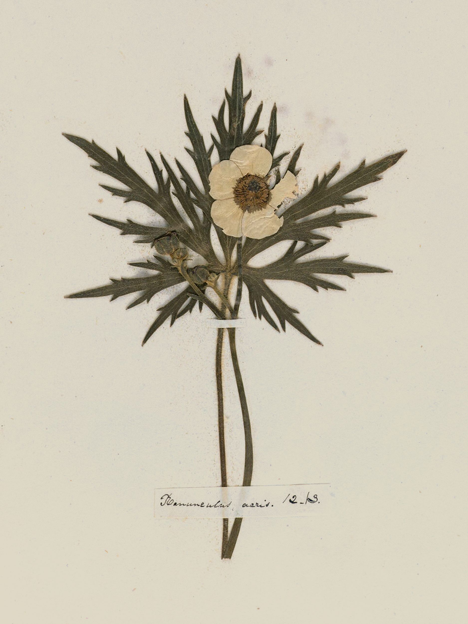Emily Dickinson: Herbarium
