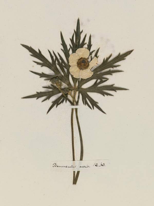 Emily Dickinson: Herbarium