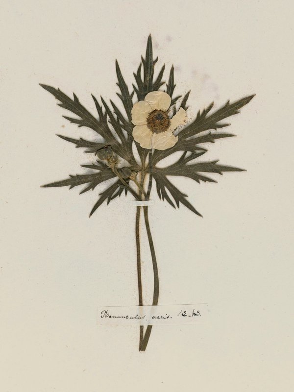 Emily Dickinson: Herbarium