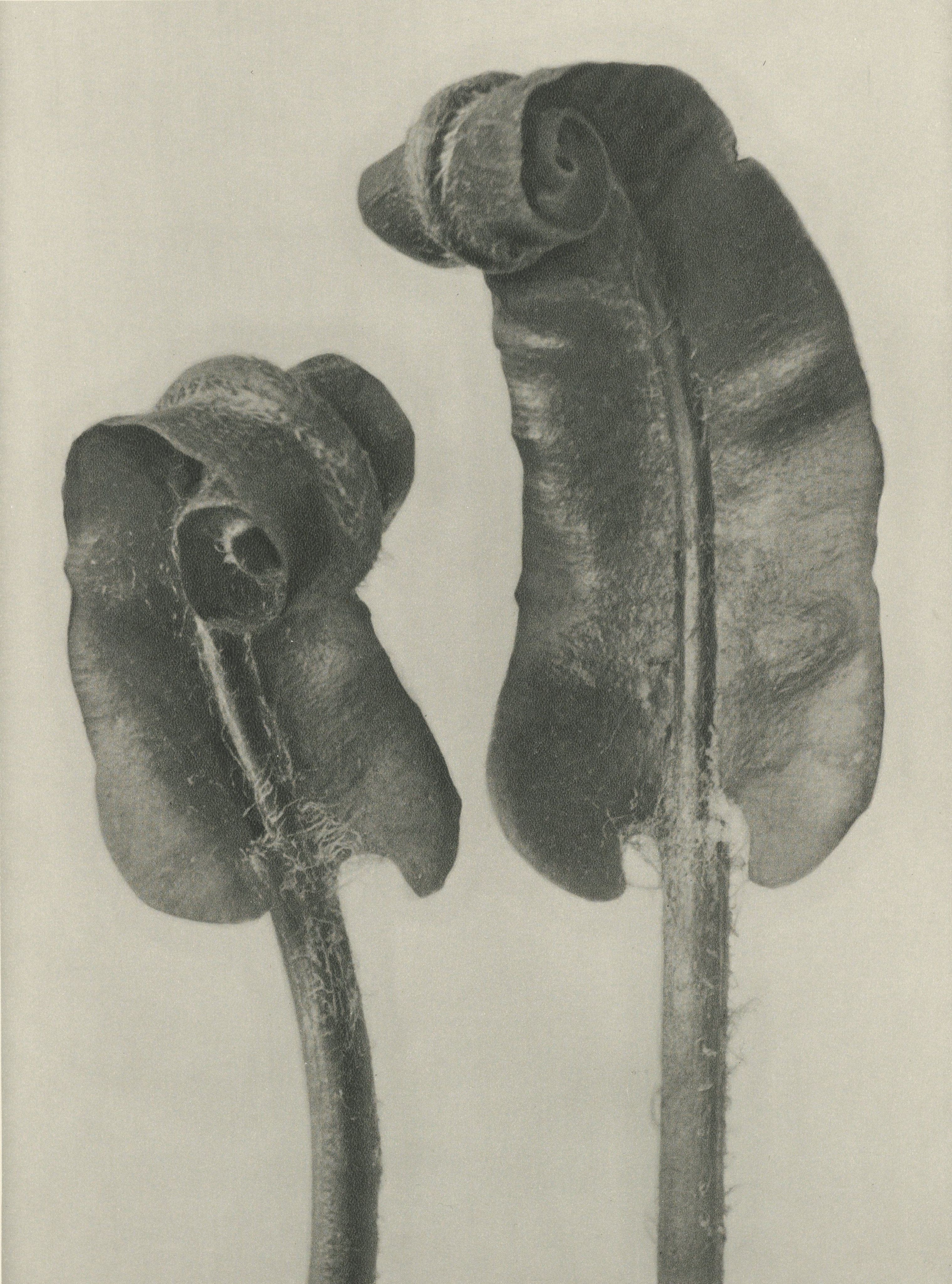 Karl Blossfeldt: Natural design archetypes