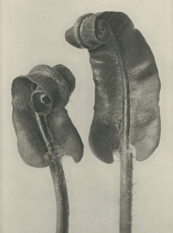 Karl Blossfeldt: Natural design archetypes