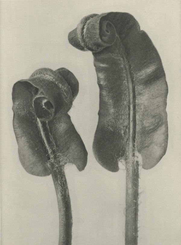 Karl Blossfeldt: Natural design archetypes