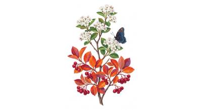 Red Chokeberry (Aronia arbutifolia), colorful illustration