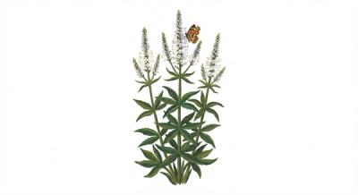 Culver's Root (Veronicastrum virginicum), colorful illustration