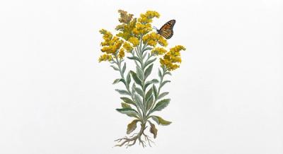 Gray Goldenrod (Solidago nemoralis), colorful illustration