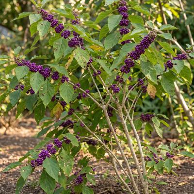 Beautyberry (Callicarpa americana)