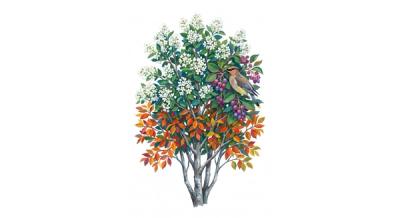 Allegheny Serviceberry (Amelanchier laevis), colorful illustration