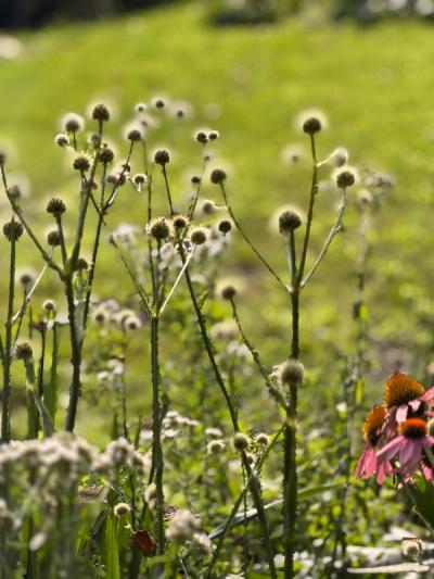 Rattlesnake Master (Eryngium yuccifolium)