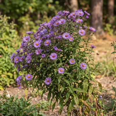 New England Aster (Symphyotrichum novae-angliae)