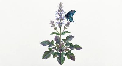Lyre-leaved Sage (Salvia lyrata), colorful illustration