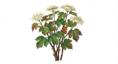 Mapleleaf Viburnum (Viburnum acerifolium), colorful illustration