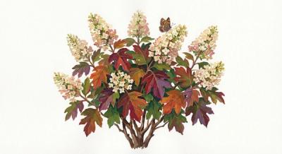 Oakleaf Hydrangea (Hydrangea quercifolia), colorful illustration