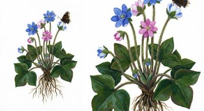 Sharp-lobed Hepatica (Hepatica acutiloba), colorful illustration