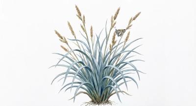 Creeping Sedge (Carex laxiculmis 'Bunny Blue'), colorful illustration