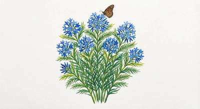 Arkansas Bluestar (Amsonia hubrichtii), colorful illustration