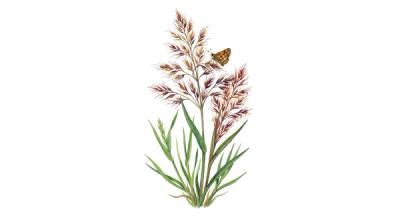 Autumn Bent Grass (Agrostis perennans), colorful illustration