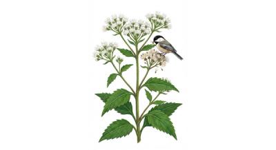 White Snakeroot (Ageratina altissima), colorful illustration