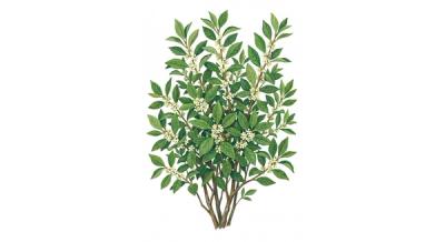 Southern Gentleman Winterberry (Ilex verticillata 'Southern Gentleman'), colorful illustration