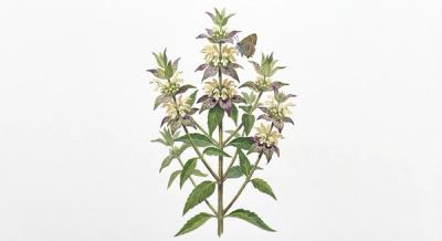 Spotted Beebalm (Monarda punctata), colorful illustration