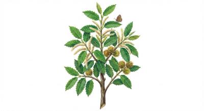 Chinkapin (Castanea pumila), colorful illustration