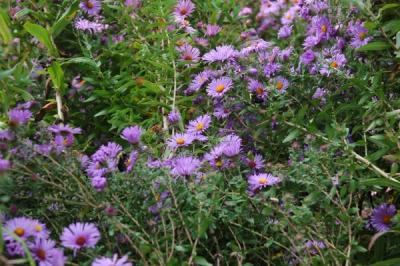 New England Aster (Symphyotrichum novae-angliae)