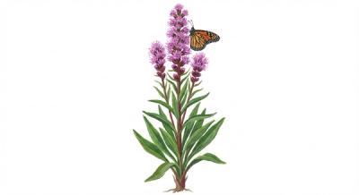 Northern Blazing Star (Liatris scariosa), colorful illustration