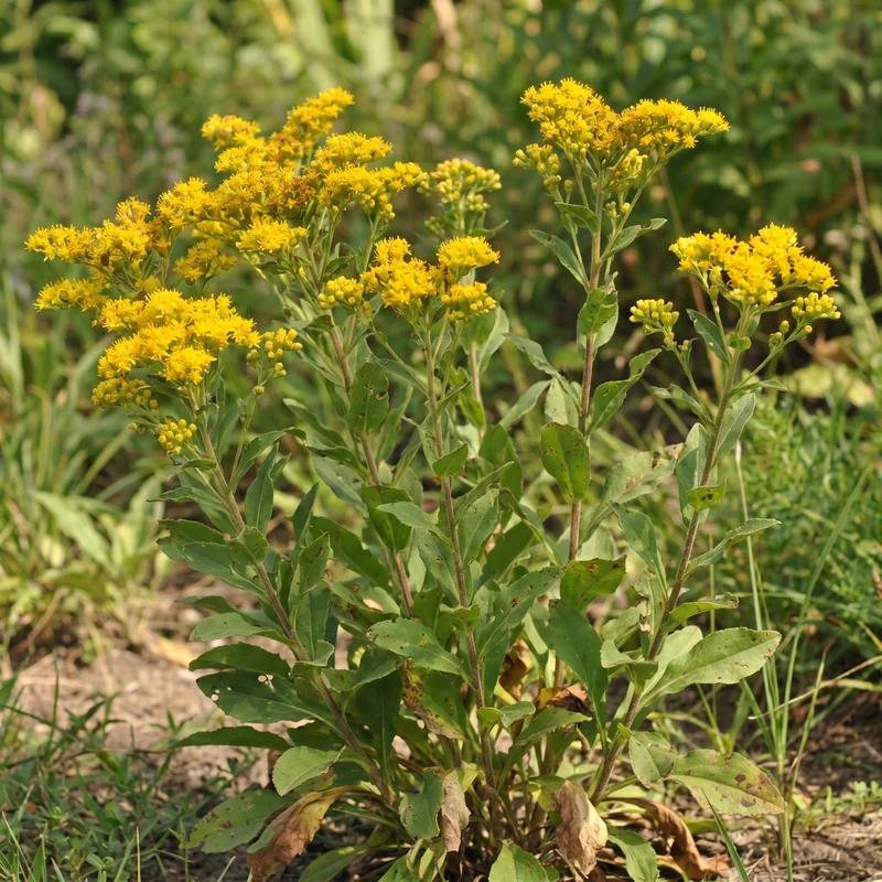 Stiff Goldenrod
