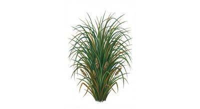 Appalachian Mountain Sedge (Carex appalachica), colorful illustration
