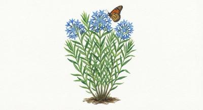 Eastern Bluestar (Amsonia tabernaemontana var. salicifolia), colorful illustration