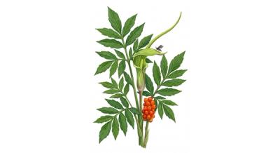 Green Dragon (Arisaema dracontium), colorful illustration