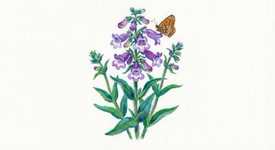 Hairy Beardtongue (Penstemon hirsutus), colorful illustration